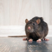Protecting Your Home Against Rodents and Pests